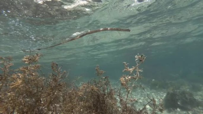 Pipe鱼在蓝色水中游过礁石，藻类在水面下游过。低角度镜头。宽鼻管鱼，鼻管鱼或高鼻管鱼 (syngn