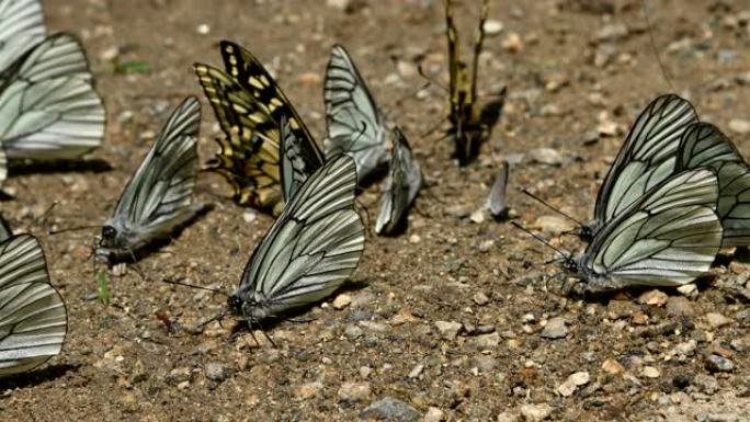 特写一群带有青色翅膀的蝴蝶，在山区吸收营养并在地面上爬行。大自然中一群五颜六色的蝴蝶。有些蝴蝶会飞