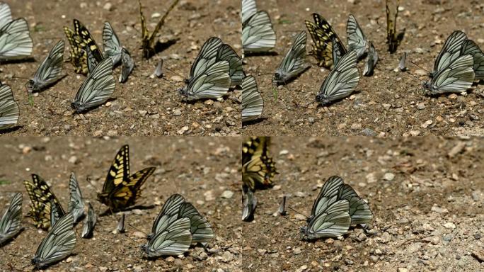 特写一群带有青色翅膀的蝴蝶，在山区吸收营养并在地面上爬行。大自然中一群五颜六色的蝴蝶。有些蝴蝶会飞