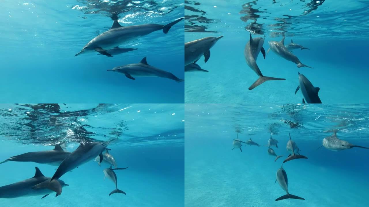 一群海豚在蓝色水面下游泳。旋转海豚 (Stenella longirostris)，水下镜头，低角度