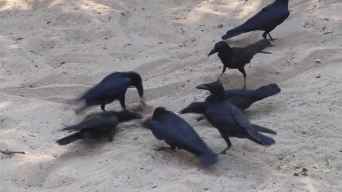 一群黑乌鸦打架抢拉扯对方咬大块肉