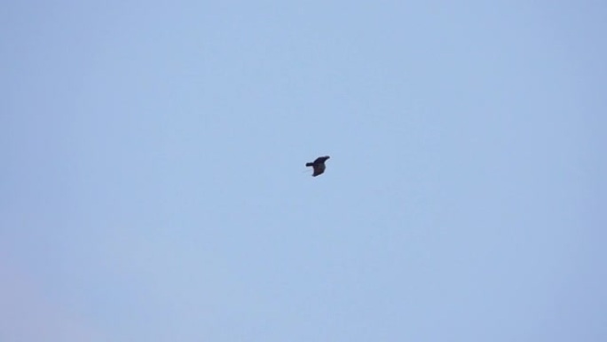 一只在蓝天中盘旋的猎鹰