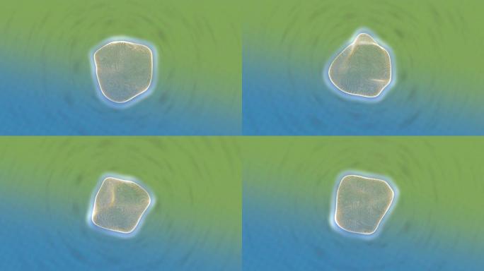 通过实验室显微镜观察受精卵，在绿色-蓝色背景上收缩和变形。