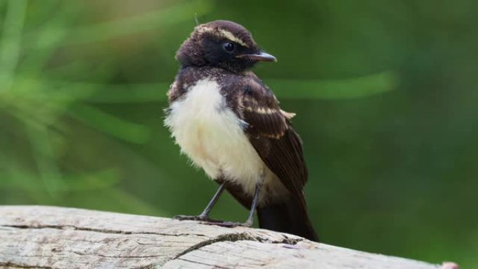 Willie-wagtail - Rhipidura leucephrys-黑白澳大利亚幼鸟，澳大利