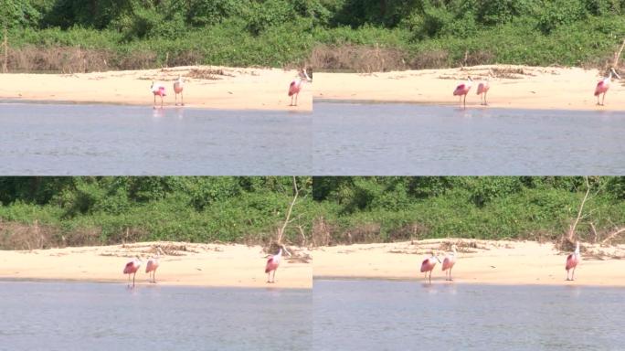 巴西玫瑰色琵鹭: 亡灵河、欣古河、潘塔纳尔河、马托格罗索河、亚马逊雨林、亚马逊河、巴西北部、巴西
