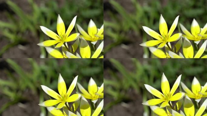 图利帕·塔达。花坛盛开的野生郁金香。美丽的黄色春天的花朵。特写视频