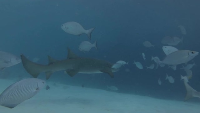 黄褐色护士鲨鱼在黄铜Chub学校游泳