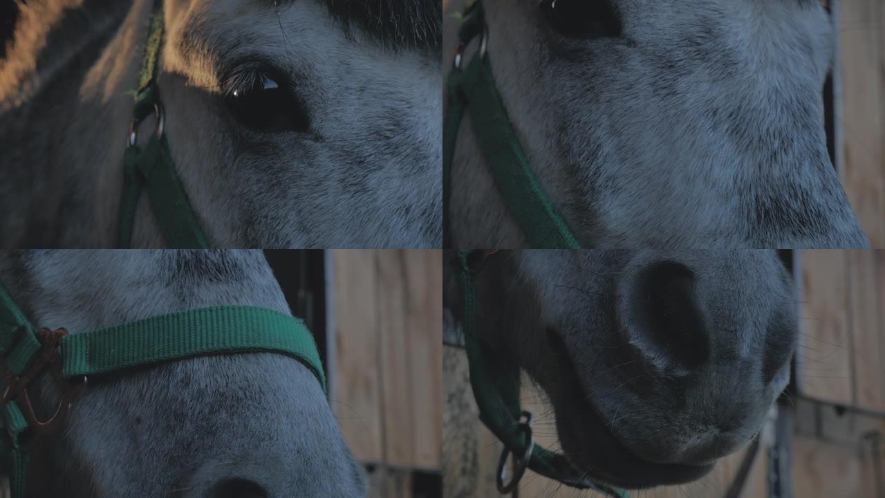 在马厩里明亮的阳光下，马的悲伤的深棕色眼睛的特写镜头。在太阳光线的背景下，马站在水坑里。马的沮丧表情