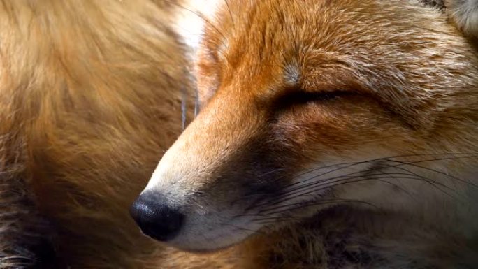 白天动物在阳光下斜视的狐狸的红脸