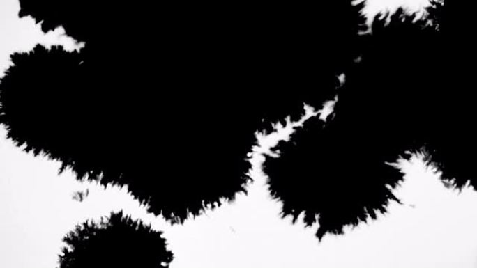 白色背景上黑色水彩墨滴过渡的绽放，自然移动墨水vdo镜头过渡概念的效果
