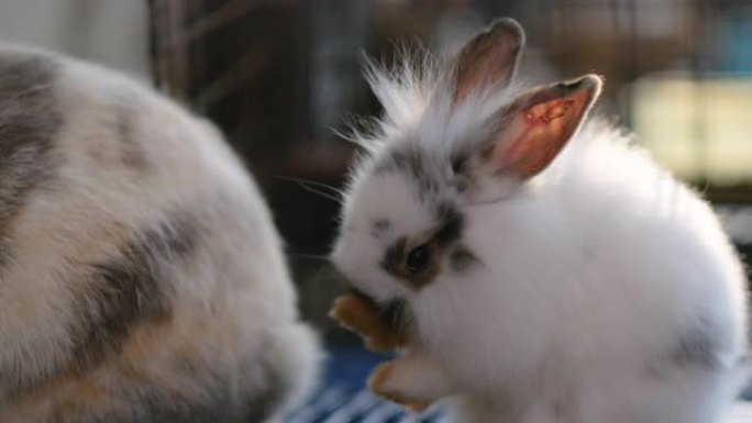 可爱的可爱的小白兔兔子清洁脚和身体附近的大兔子与夜光