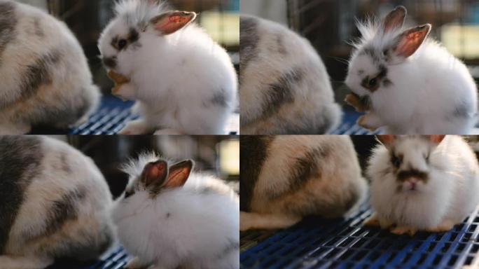 可爱的可爱的小白兔兔子清洁脚和身体附近的大兔子与夜光