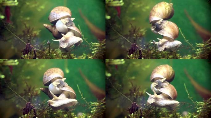 水蜗牛，Kopula，Lymnaea停留