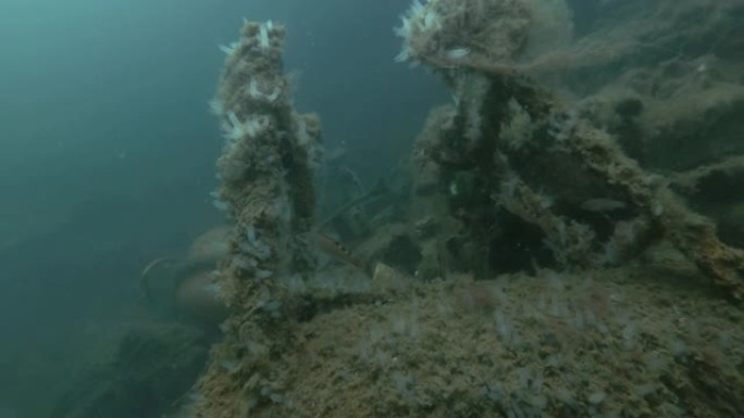 峡湾挪威海的水下垃圾场。布谷鸟濑鱼 (Labrus mixtus) 和殖民地海鞘透明海鞘或黄色海鞘 