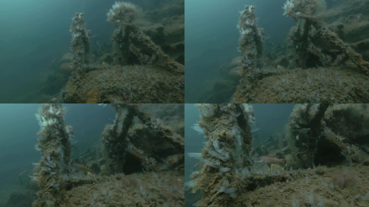 峡湾挪威海的水下垃圾场。布谷鸟濑鱼 (Labrus mixtus) 和殖民地海鞘透明海鞘或黄色海鞘 