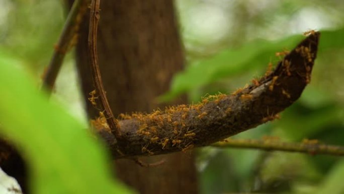 蚂蚁爬行大自然蚂蚁搬家树树梢