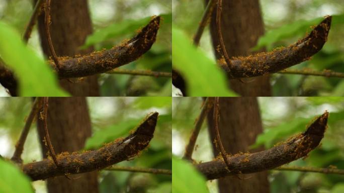 蚂蚁爬行大自然蚂蚁搬家树树梢