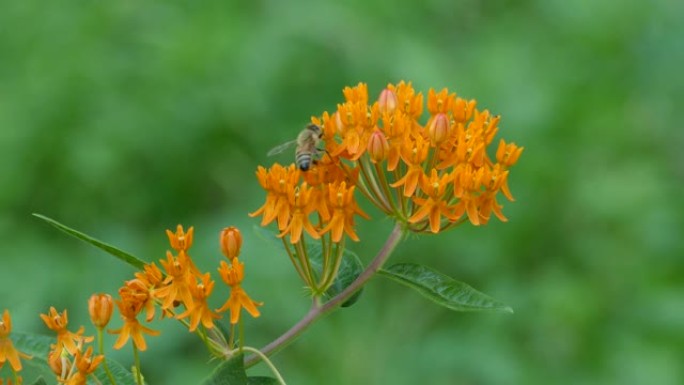 夏季，更大尺寸的蜜蜂在美丽的橙色花朵中爬行和觅食