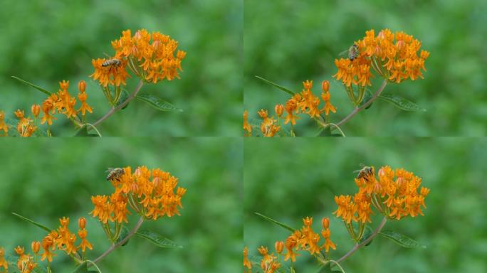 夏季，更大尺寸的蜜蜂在美丽的橙色花朵中爬行和觅食