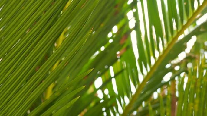 热带椰子绿叶树木有美丽的阳光。