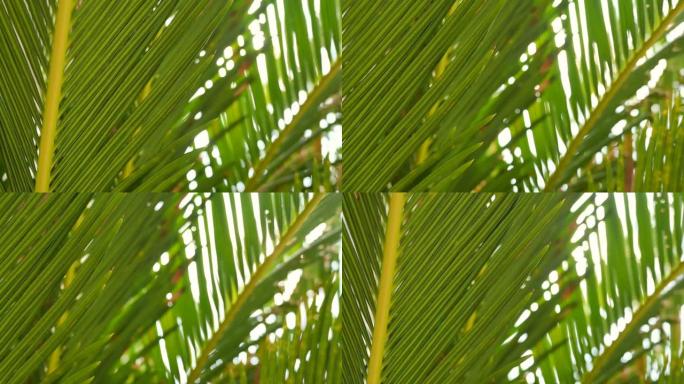 热带椰子绿叶树木有美丽的阳光。