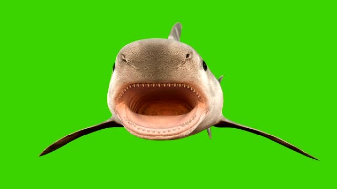 一条鲨鱼在水下游泳，嘴巴张开，长满了锋利的危险牙齿。绿屏3d动画。