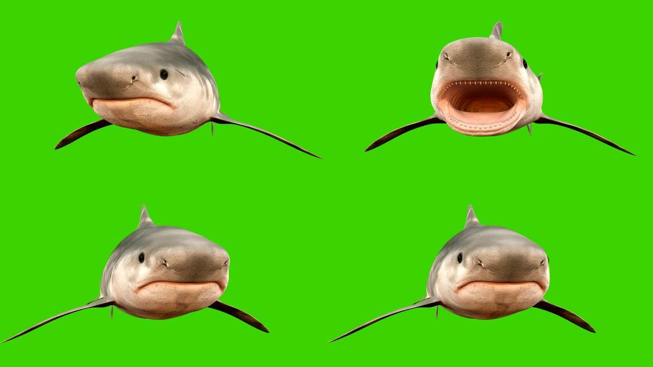 一条鲨鱼在水下游泳，嘴巴张开，长满了锋利的危险牙齿。绿屏3d动画。