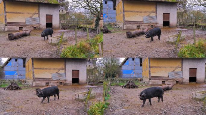 小黑猪在半木结构房屋的农场里跑来跑去