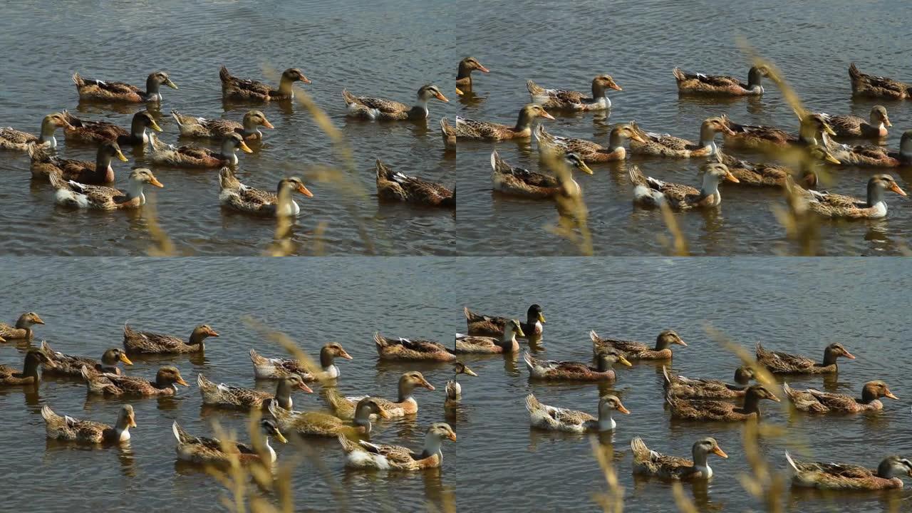鸭子群游泳野鸭子