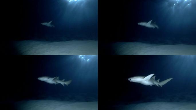 带钓鱼钩的鲨鱼护士在夜晚慢慢游过沙底。黄褐色护士鲨，Nebrius ferrugineus，印度洋，
