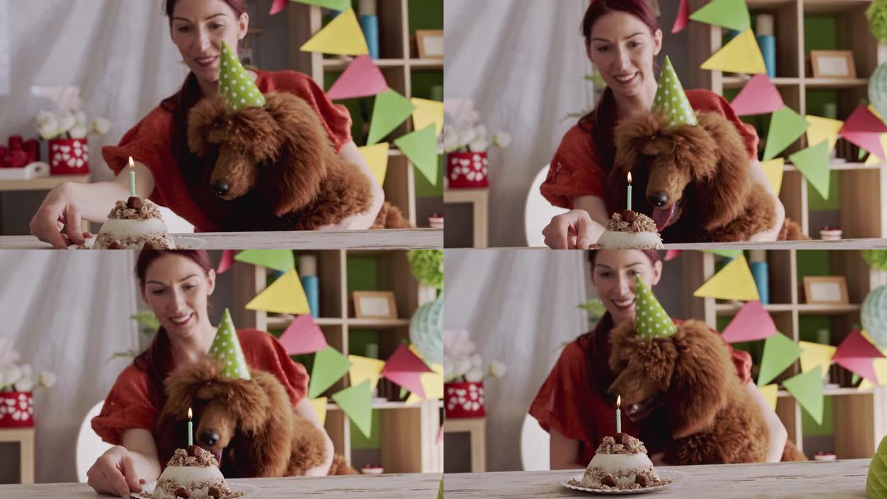 开朗的年轻女子庆祝她可爱的棕色贵宾犬的第一个生日