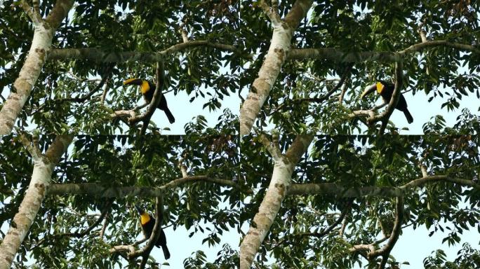栗子状的巨嘴鸟在成熟的树上跳开