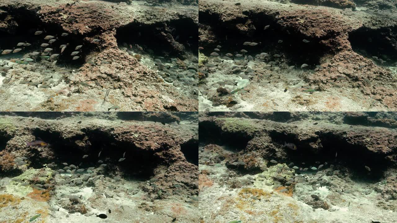 太平洋中的毛利人鲷鱼。鱼群的水下生活。珊瑚礁附近的热带鱼。在清澈的水中潜水。