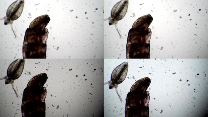 水蚤和蚊子幼虫在显微镜下彼此相邻