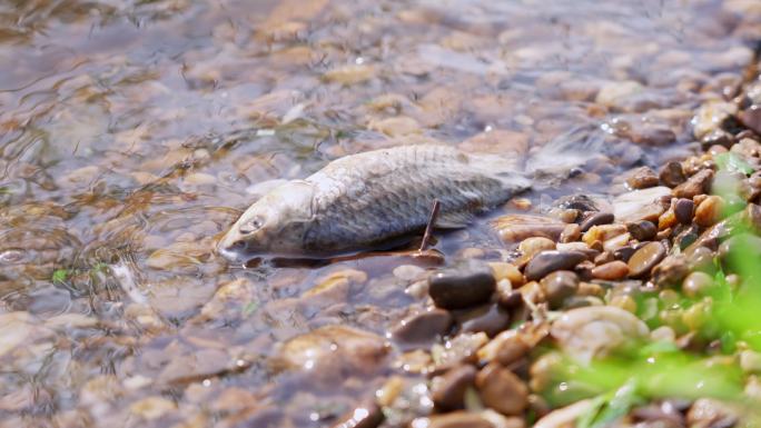 河边死鱼臭鱼 水质污染环境保护