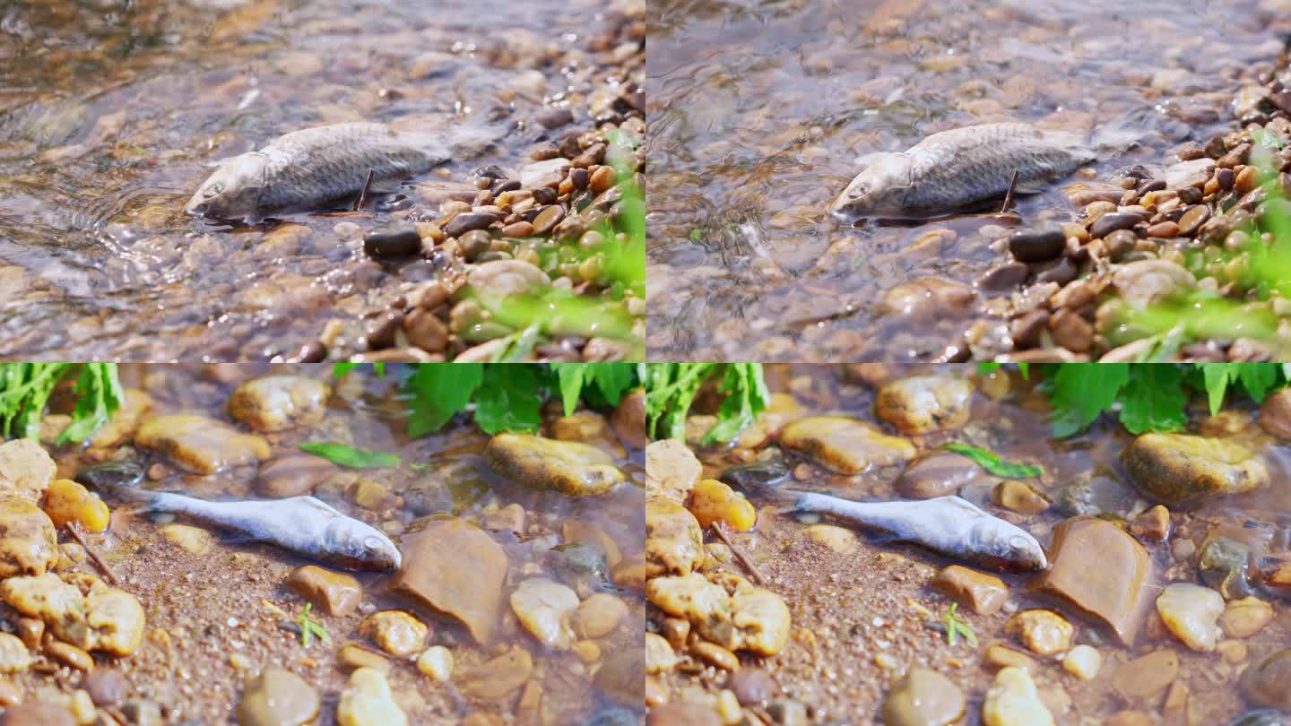 河边死鱼臭鱼 水质污染环境保护