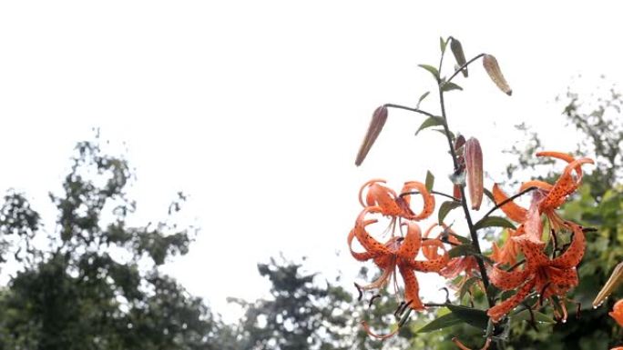 美丽的橙花御冠雨后茎上滴，背景，复制空间