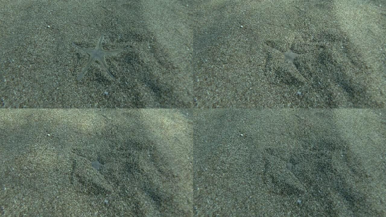 沙星迅速在沙中挖洞。时间流逝。沙海星或沙海星 (Astropecten jonstoni) 水下射击