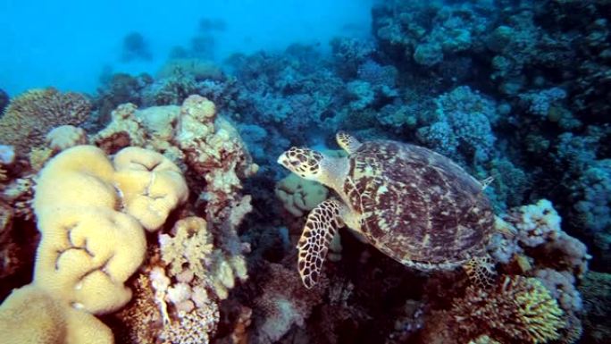 水下海龟礁海底世界海龟游泳海底珊瑚