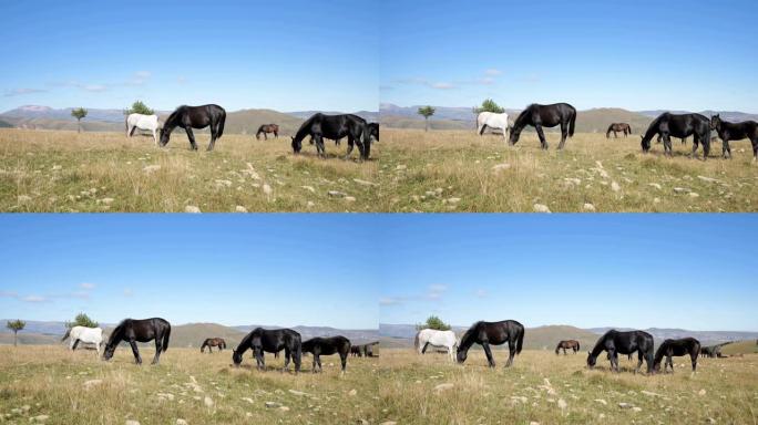 一群马在高山牧场吃草。在阳光明媚的日子里，成群的成年马和小马驹