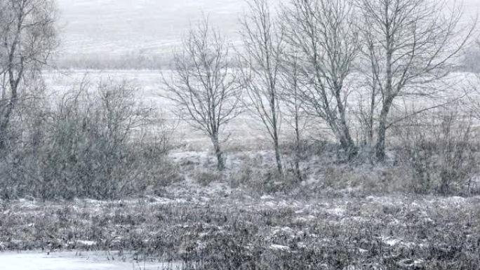 降雪覆盖的冬季景观