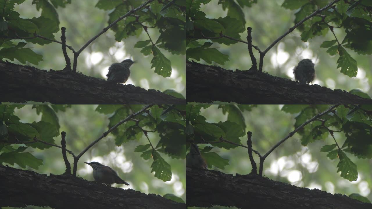 欧亚五子草或木五子草 (Sitta europaea) -兴安自然保护区