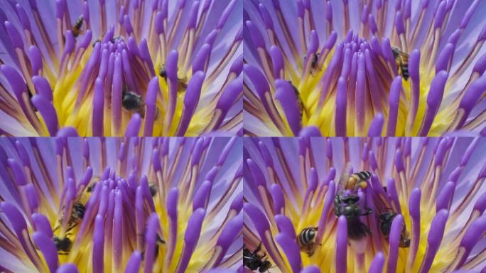 近距离拍摄盛开的莲花上的蜜蜂