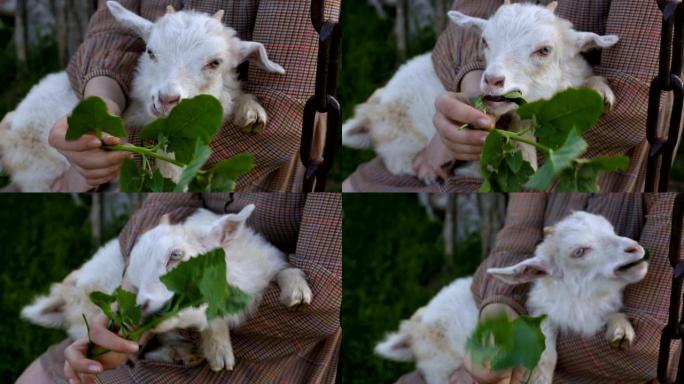 白色小山羊吃树叶的近距离计划坐在女孩的腿上在乡村院子里荡秋千