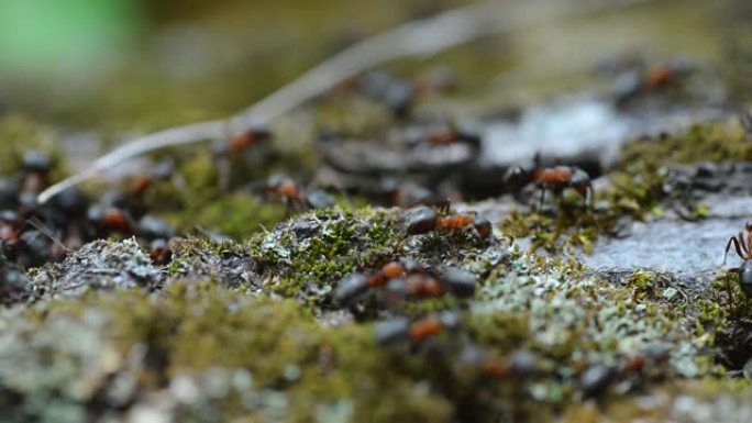蚂蚁穿过苔藓并为蚁丘运送建筑材料的宏观视频