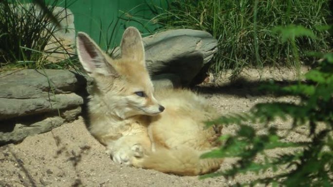 耳廓狐狸银耳狐小狐狸视频素材