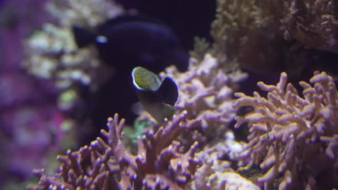 珊瑚中的老虎神仙鱼