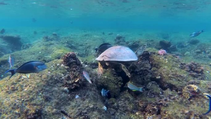 玳瑁 (Eretmochelys imbricata) 在珊瑚礁上游泳和进食。