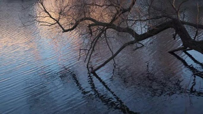 河边的傍晚河岸水面外国湖泊夕阳视频