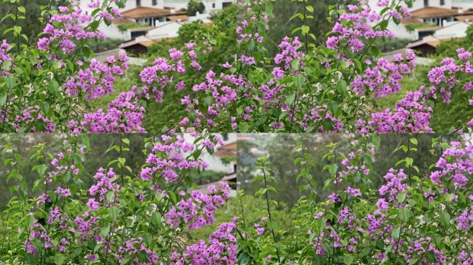 九重葛花热带的平移视图